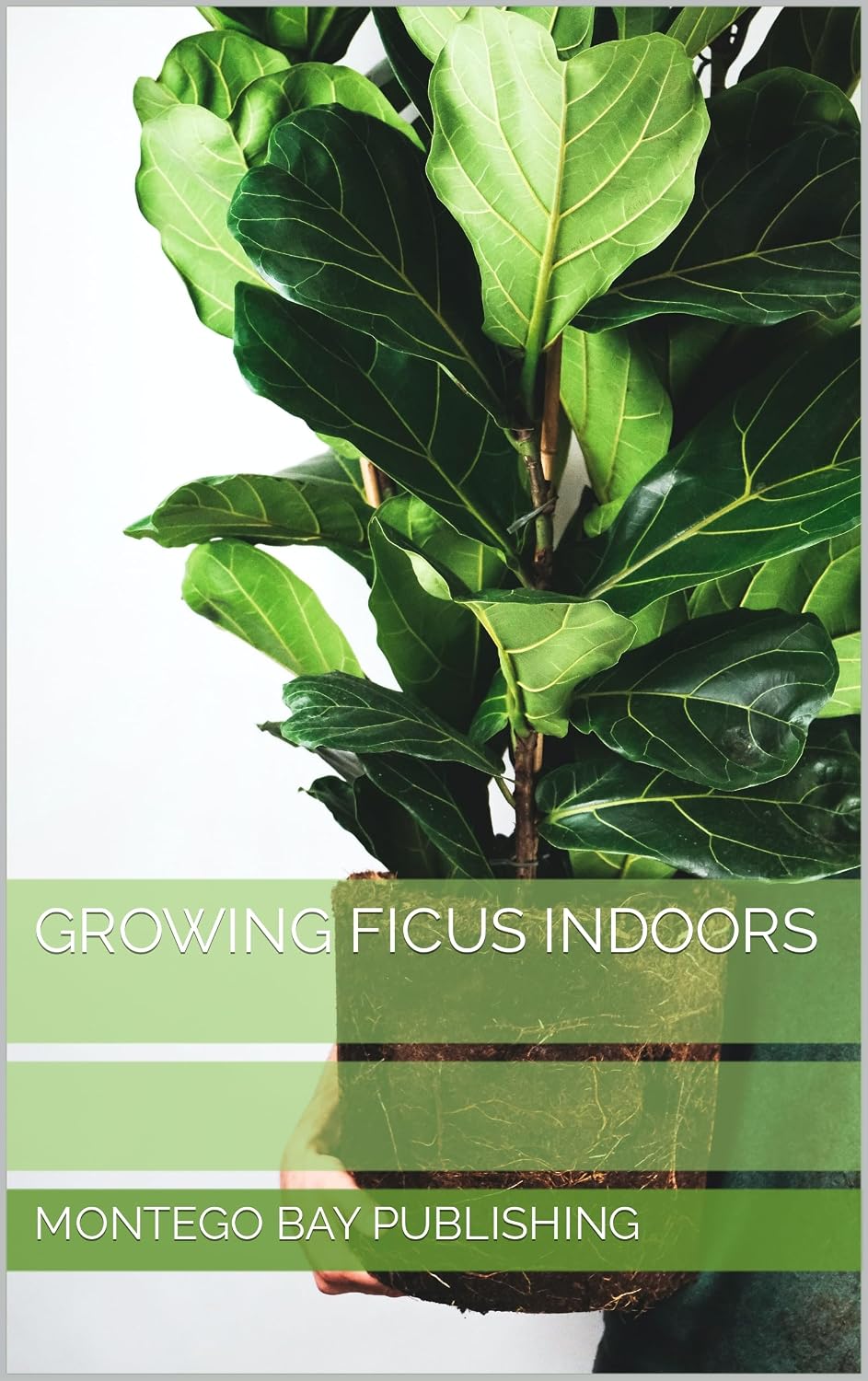 Growing Ficus Indoors (Indoor Havens) (English Edition) baixar livro de graça