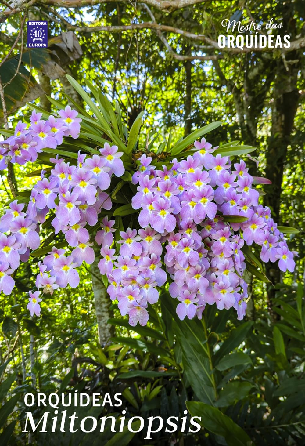 Orquídeas Miltoniopsis - Mestre das Orquídeas - Volume 34 baixar o livro de graça
