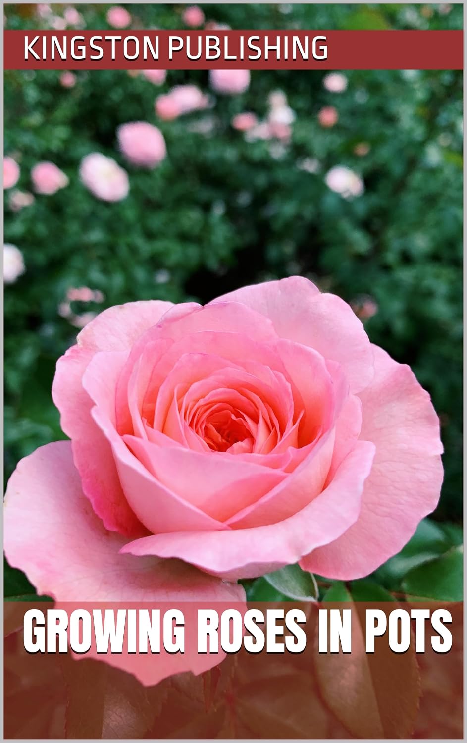 ler totalmente Growing Roses in Pots (Gardening With Planters) (English Edition)