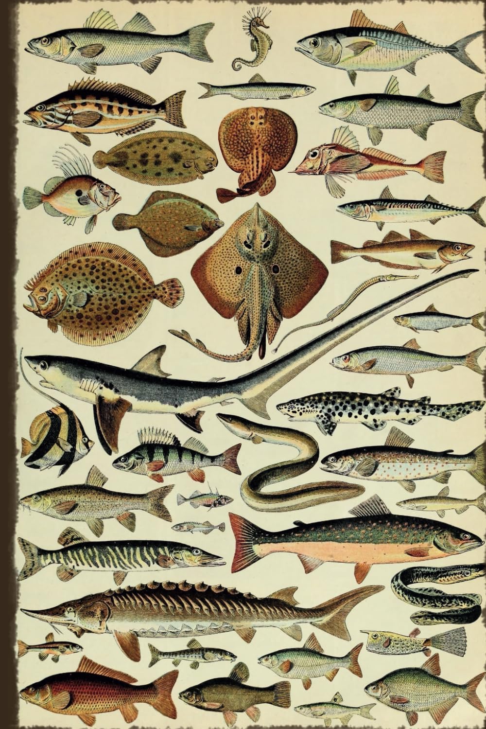 Vintage Fish Species Illustration: Graph Paper Notebook, Quad Ruled, 5x5 Grid, 6 x 9 inches, 120 Pages.