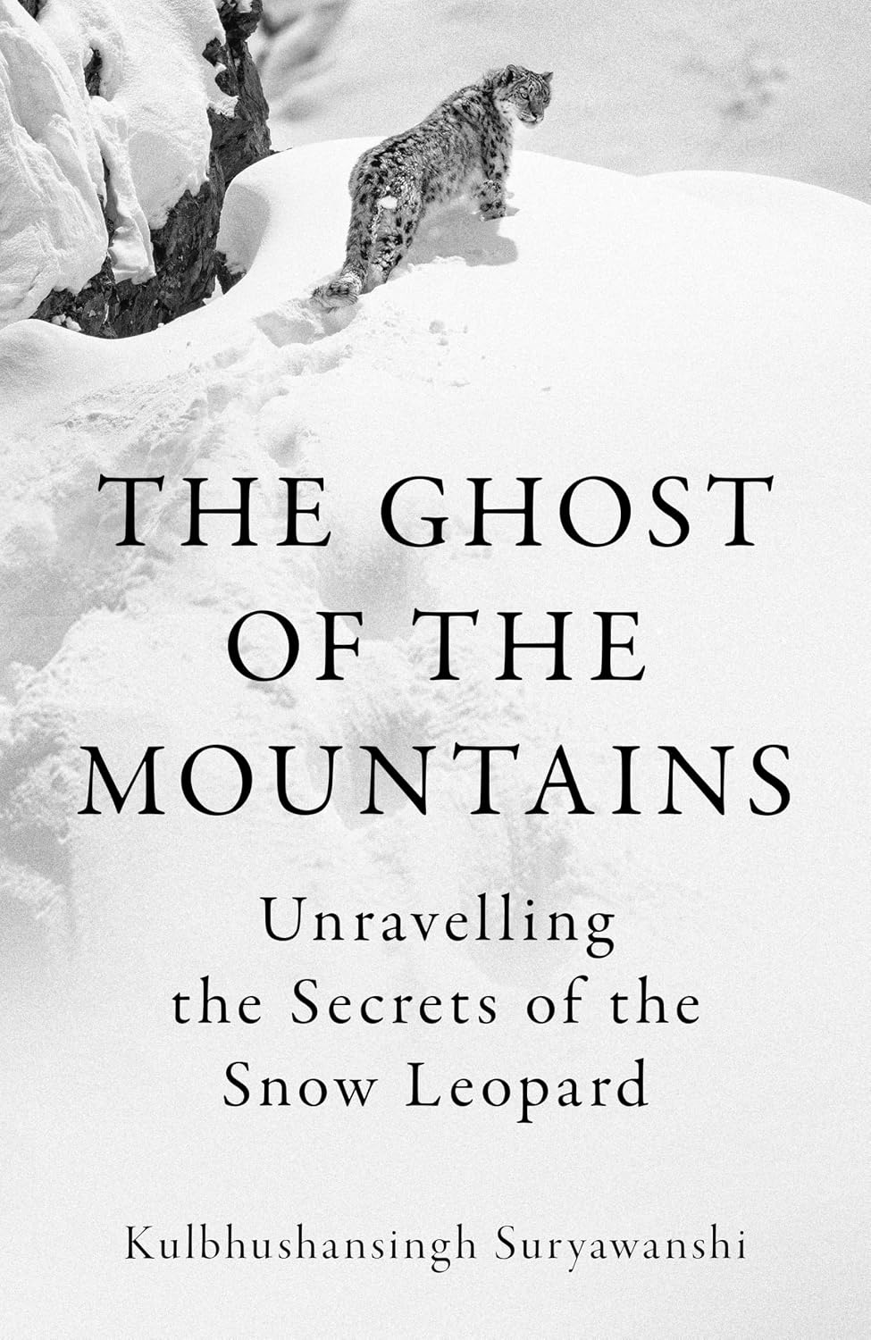 capítulo por capítulo baixar The Ghost of the Mountains: Unravelling the Secrets of the Snow Leopard (English Edition)