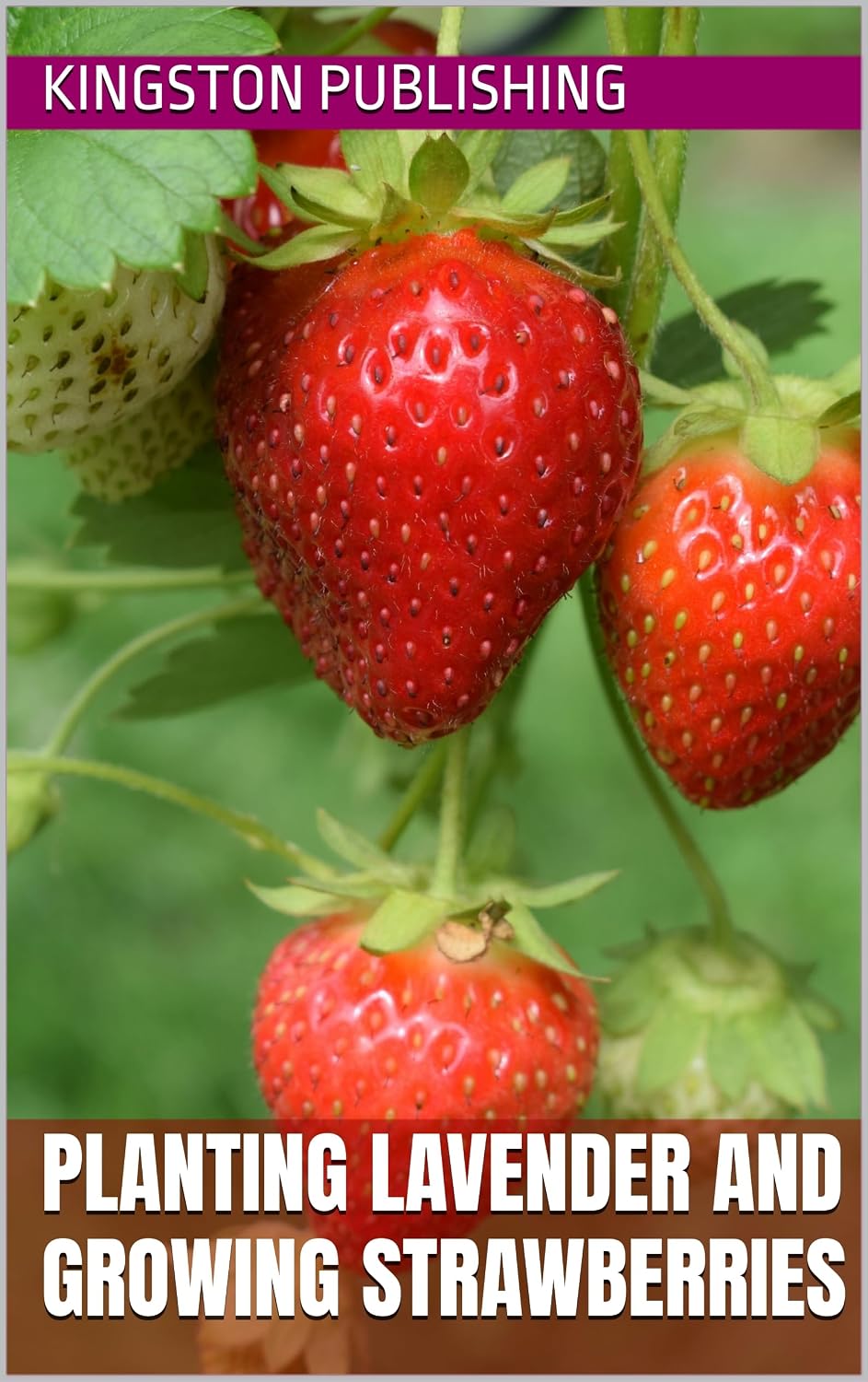 Planting Lavender and Growing Strawberries (Sweet Fruit) (English Edition) baixar livro de graça
