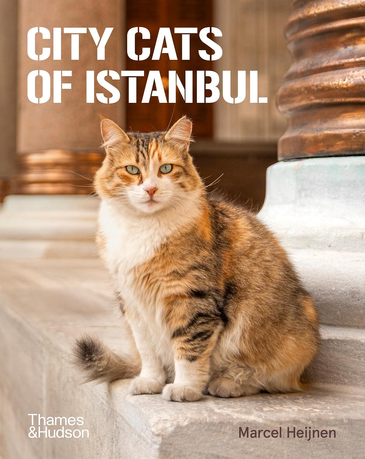 City Cats of Istanbul baixar livro de graça