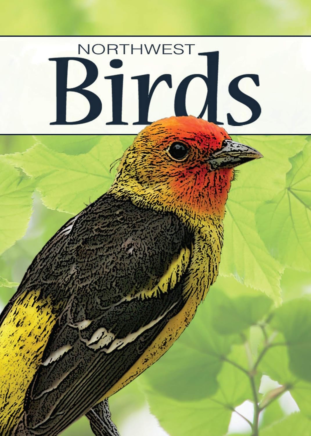 Birds of the Northwest Playing Cards baixar livro de graça