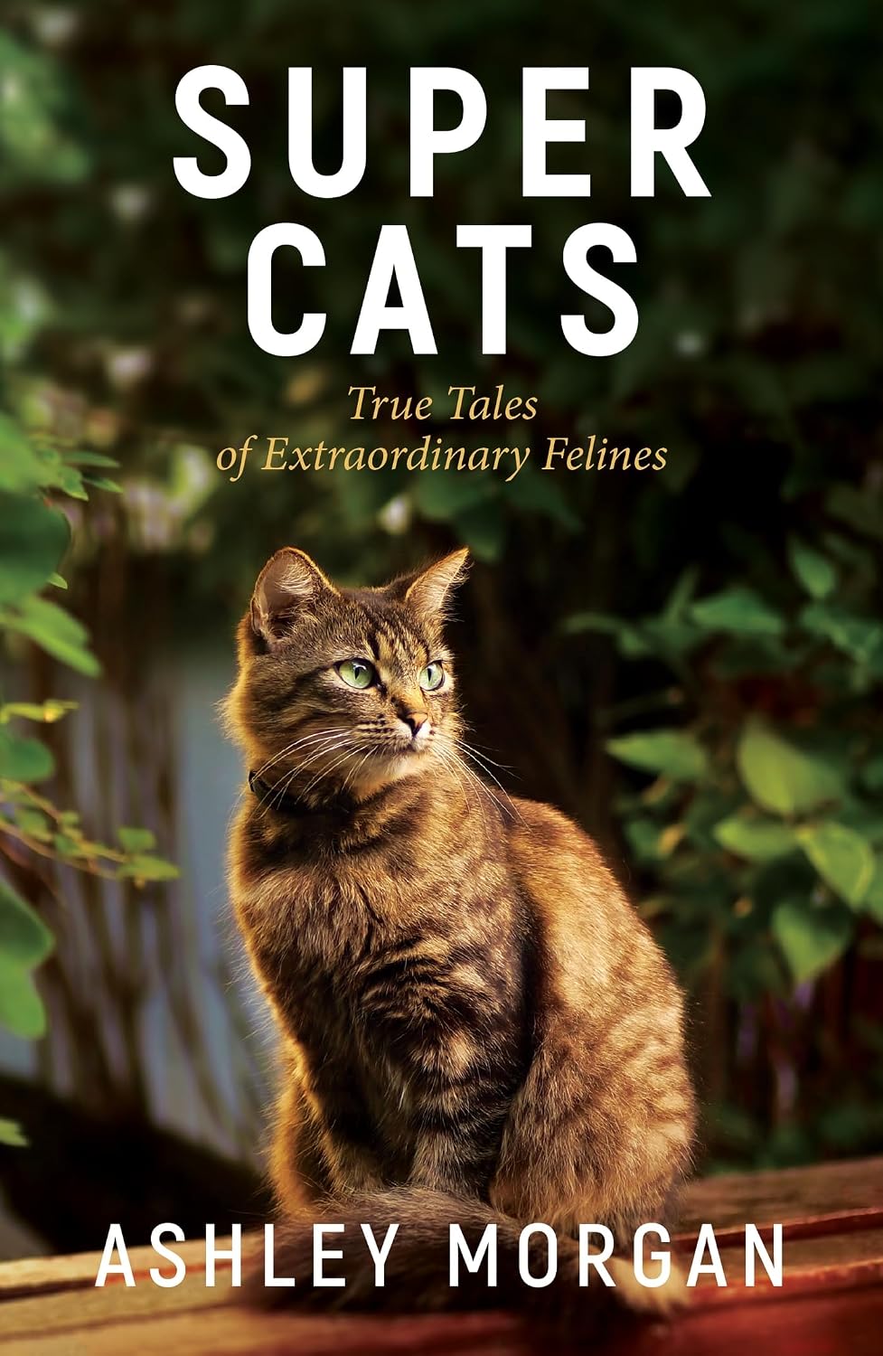 Super Cats: Inspirational True Stories of Real-Life Cat Heroes That Will Melt Your Heart (English Edition) baixar livro de graça