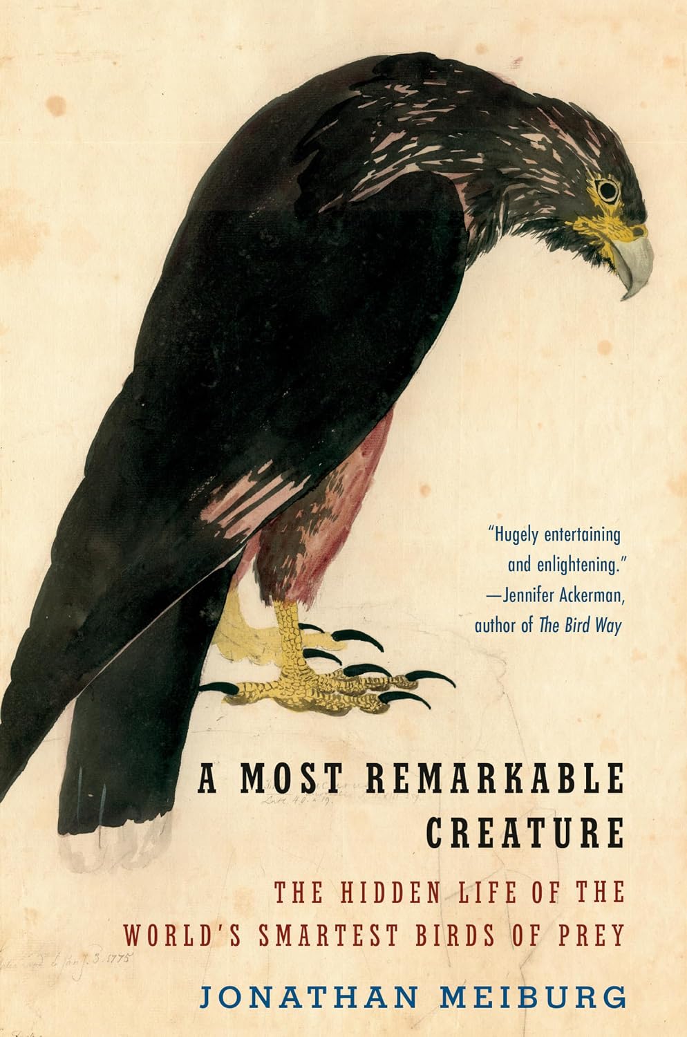 A Most Remarkable Creature: The Hidden Life of the World's Smartest Birds of Prey baixar livro de graça