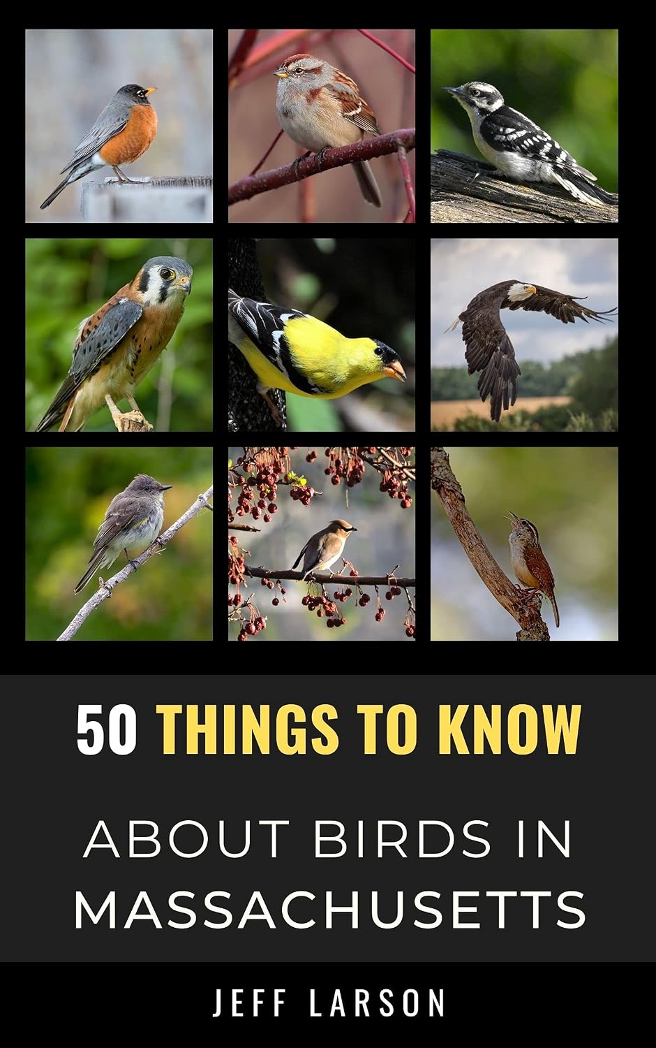 50 Things to Know About Birds in Massachusetts: Birdwatching Guide, Bird Identification, Local Species, Nature Facts, Backyard Birds, & Wildlife (50 Things... and regional bird books) (English Edition) baixar o livro de graça