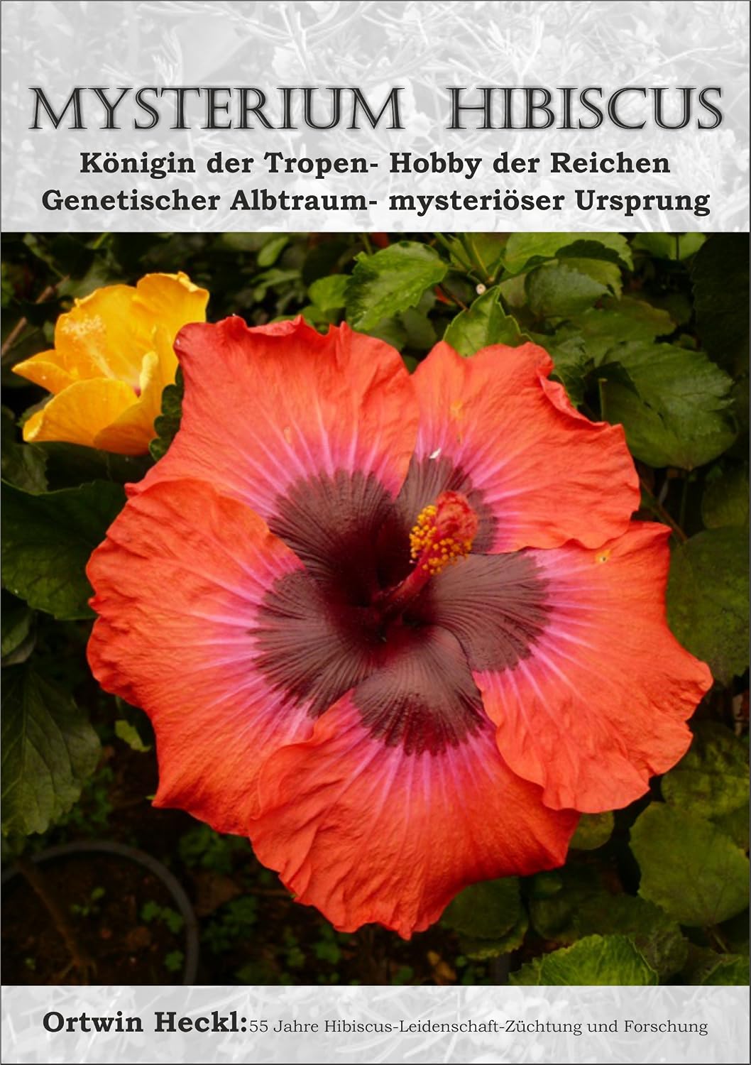 Mysterium Hibiscus (German Edition) baixar livro de graça