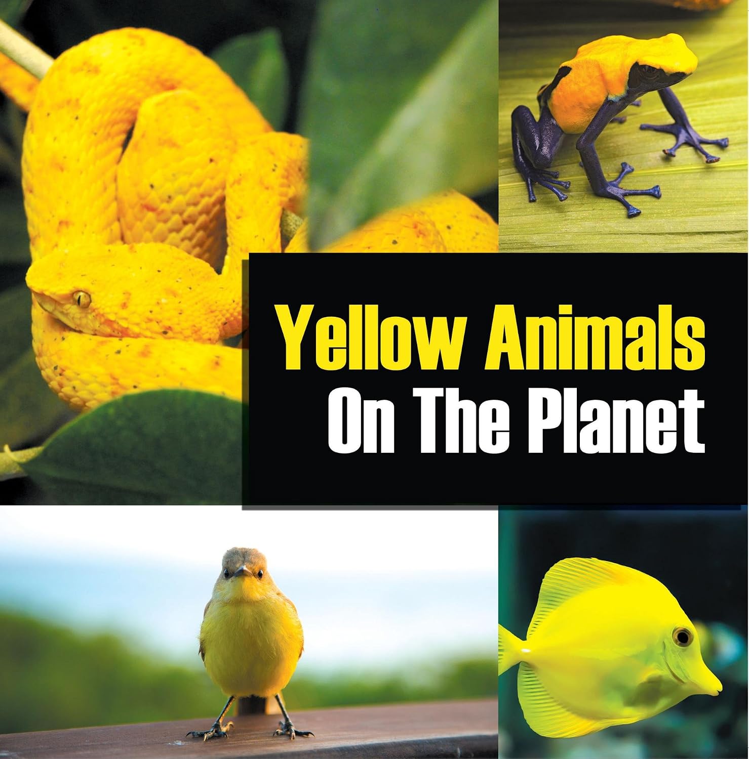 Yellow Animals On The Planet: Animal Encyclopedia for Kids (Colorful Animals on the Planet Book 4) (English Edition) baixar o livro de graça