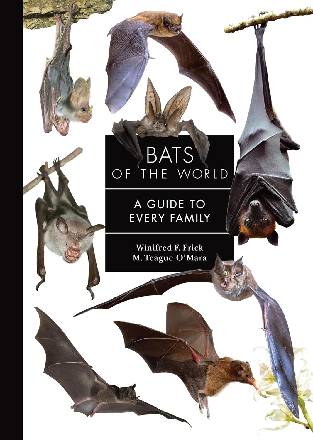 ler totalmente Bats of the World: A Guide to Every Family