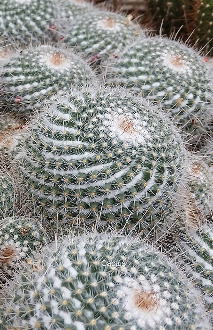 Cactus: Journal