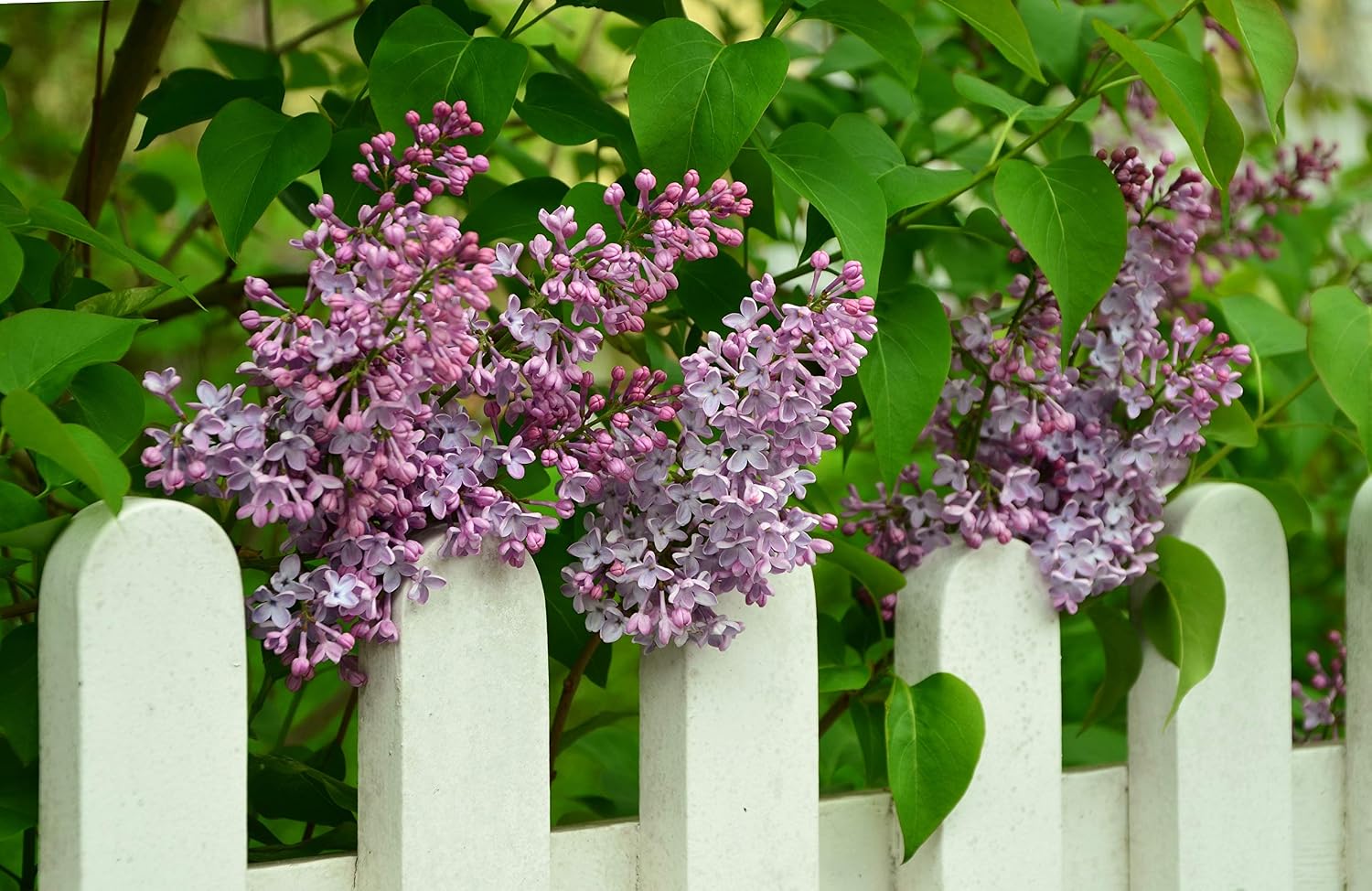 When Lilacs Last: The McLaughlin Garden (English Edition) baixar livro de graça