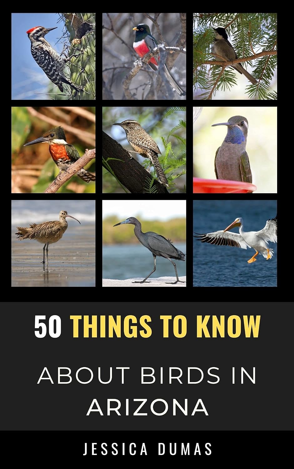 50 Things to Know About Birds in Arizona: Birdwatching Guide, Bird Identification, Local Species, & Backyard Birds (50 Things to Know About Birds & Birdwatching:... and regional bird books) (English Edition) baixar livro de graça