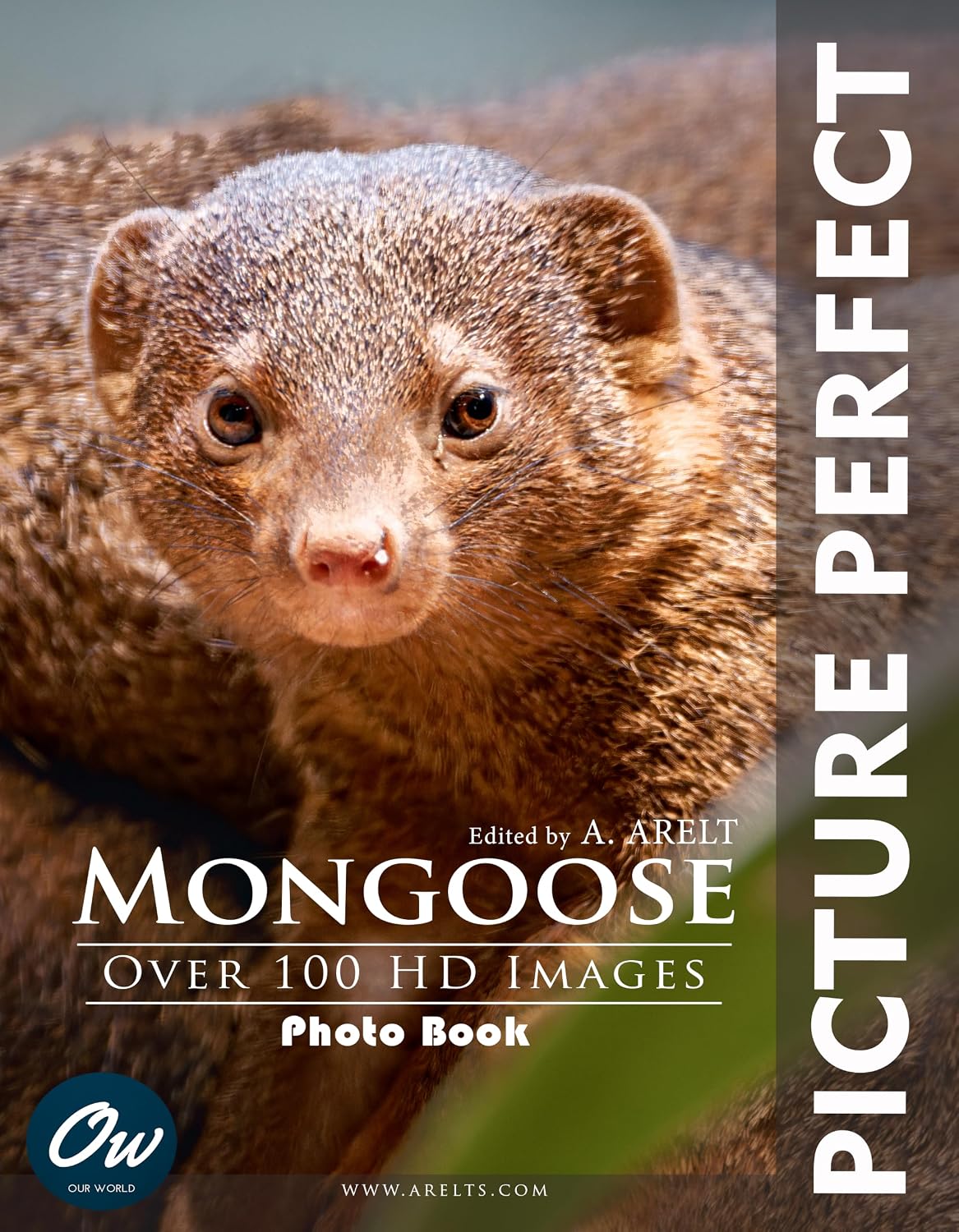 ler totalmente Mongoose: Picture Perfect Photo Book: Over 100 HD images (English Edition)