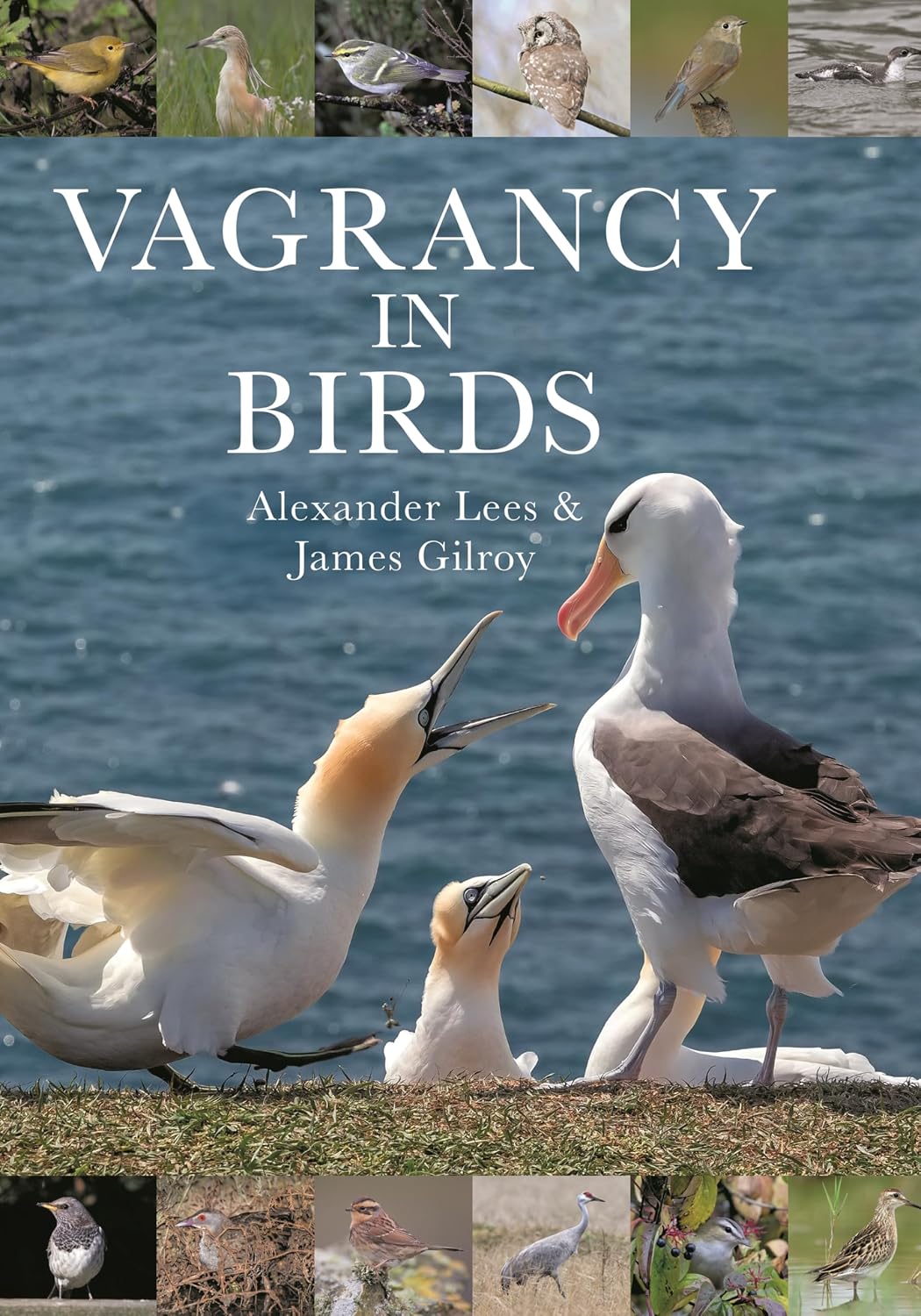 capítulo por capítulo baixar Vagrancy in Birds