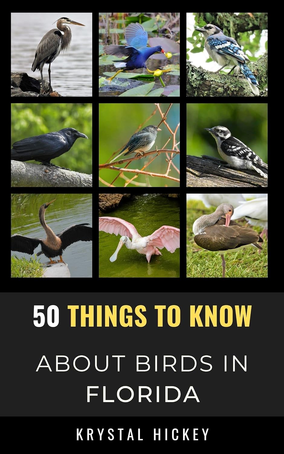 ler totalmente 50 Things to Know About Birds in Florida: Birdwatching Guide, Bird Identification, Local Species, & Backyard Birds (50 Things to Know About Birds & Birdwatching:... and regional bird books) (English Edition)