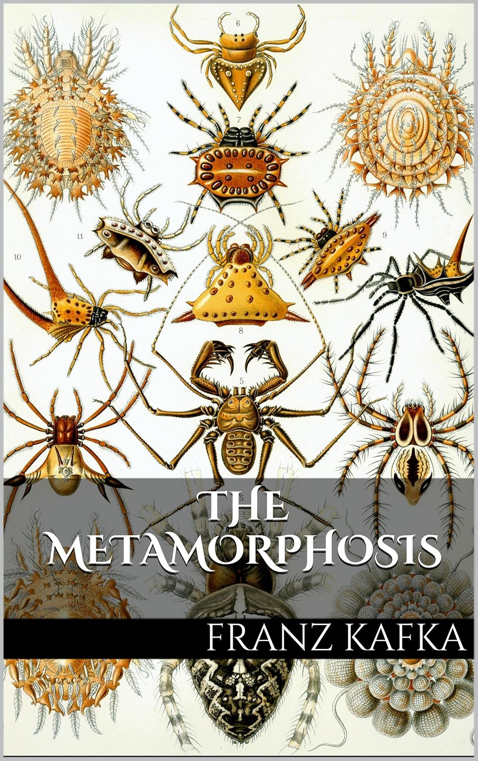 The Metamorphosis: Illustrated Edition (English Edition)