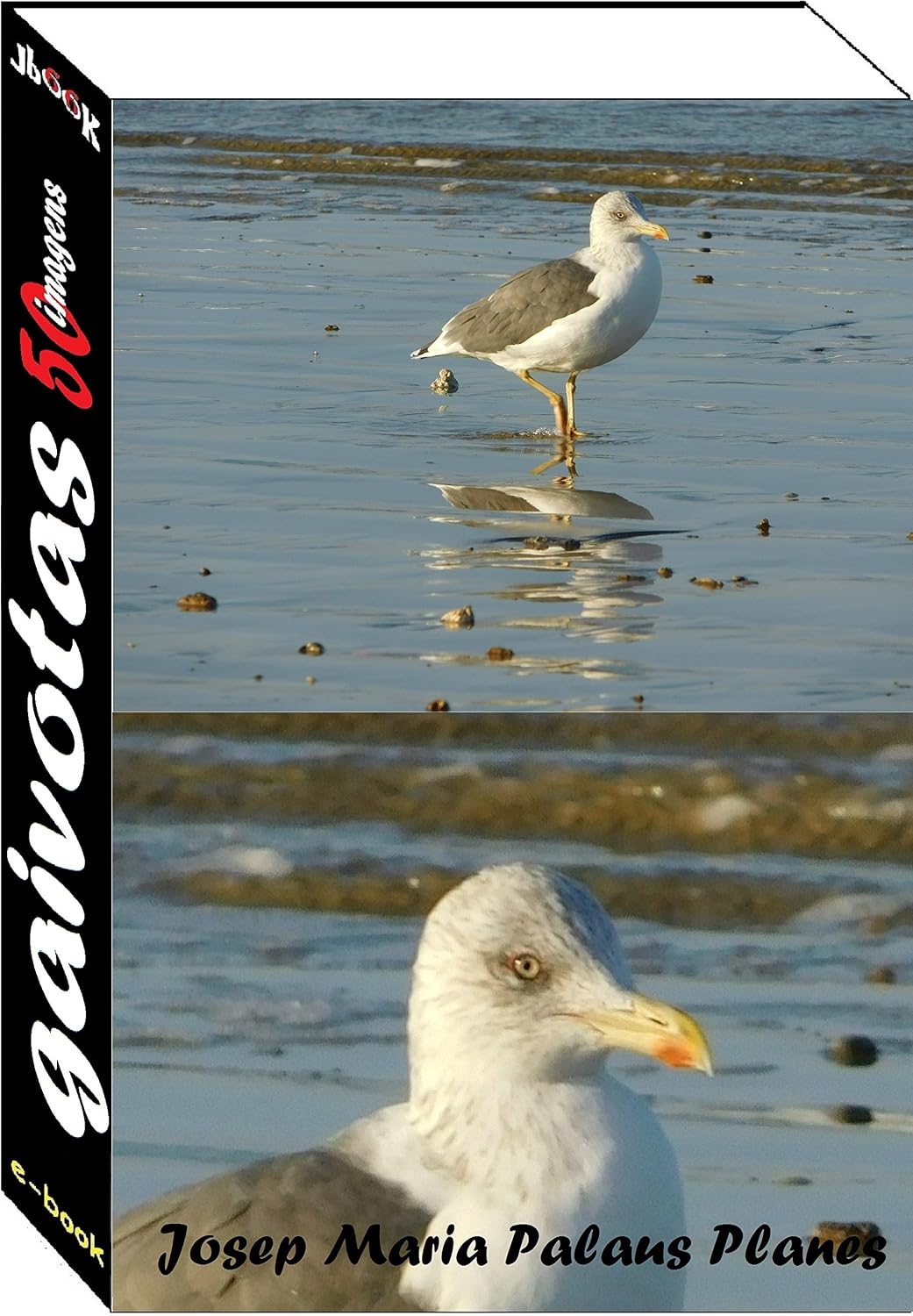 Gaivotas (50 imagens) baixar o livro de graça