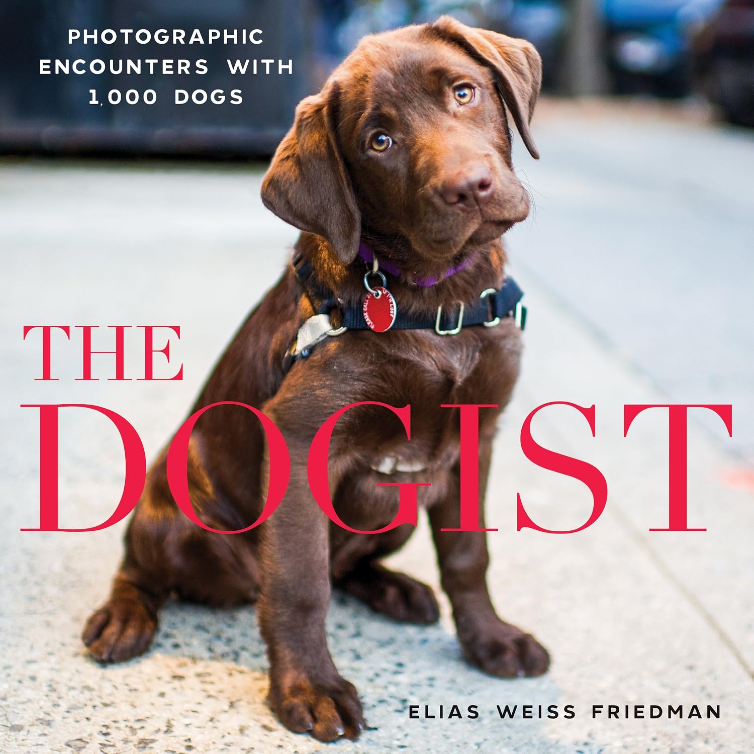 The Dogist: Photographic Encounters with 1,000 Dogs baixar o livro de graça