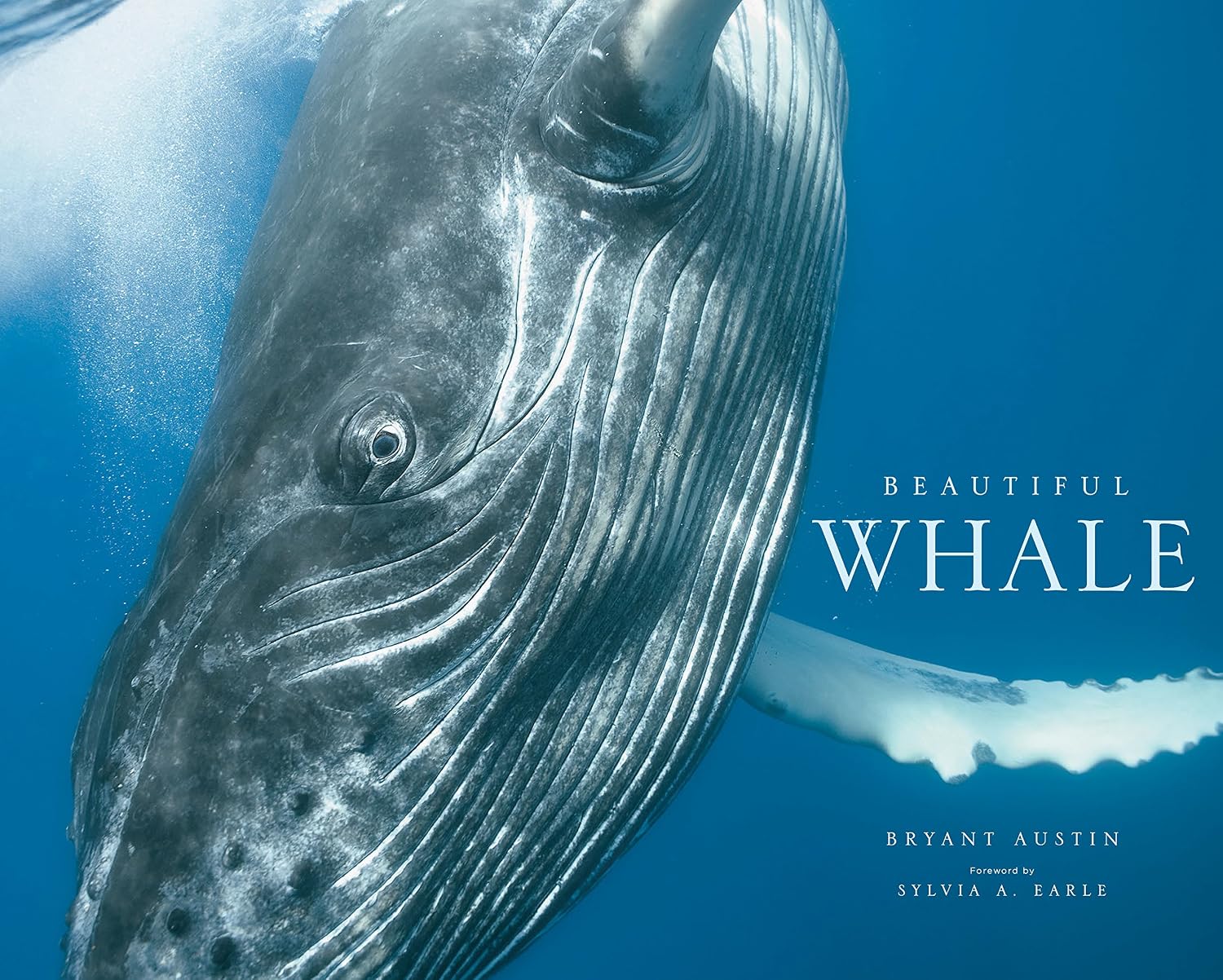ler totalmente Beautiful Whale (English Edition)