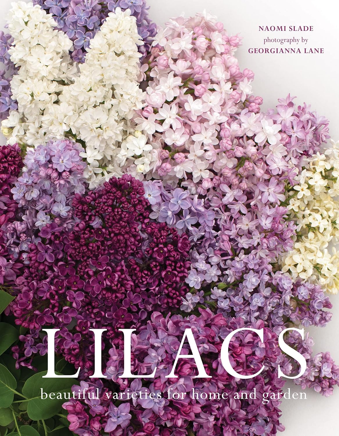 Lilacs: Beautiful Varieties for Home and Garden baixar livro de graça