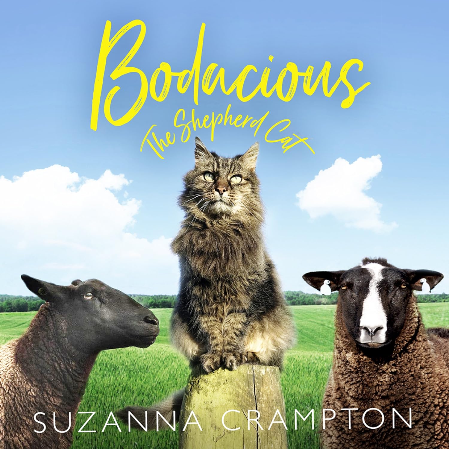 Bodacious: The Shepherd Cat baixar livro de graça