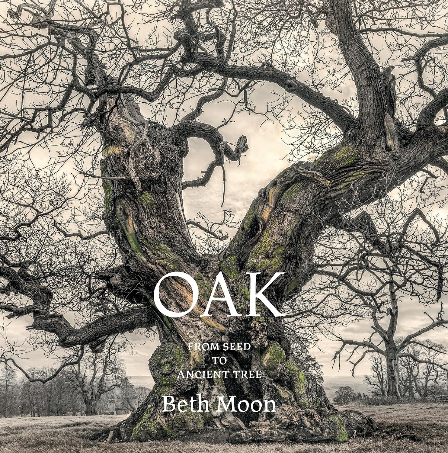 Oak: From Seed to Ancient Tree baixar o livro de graça
