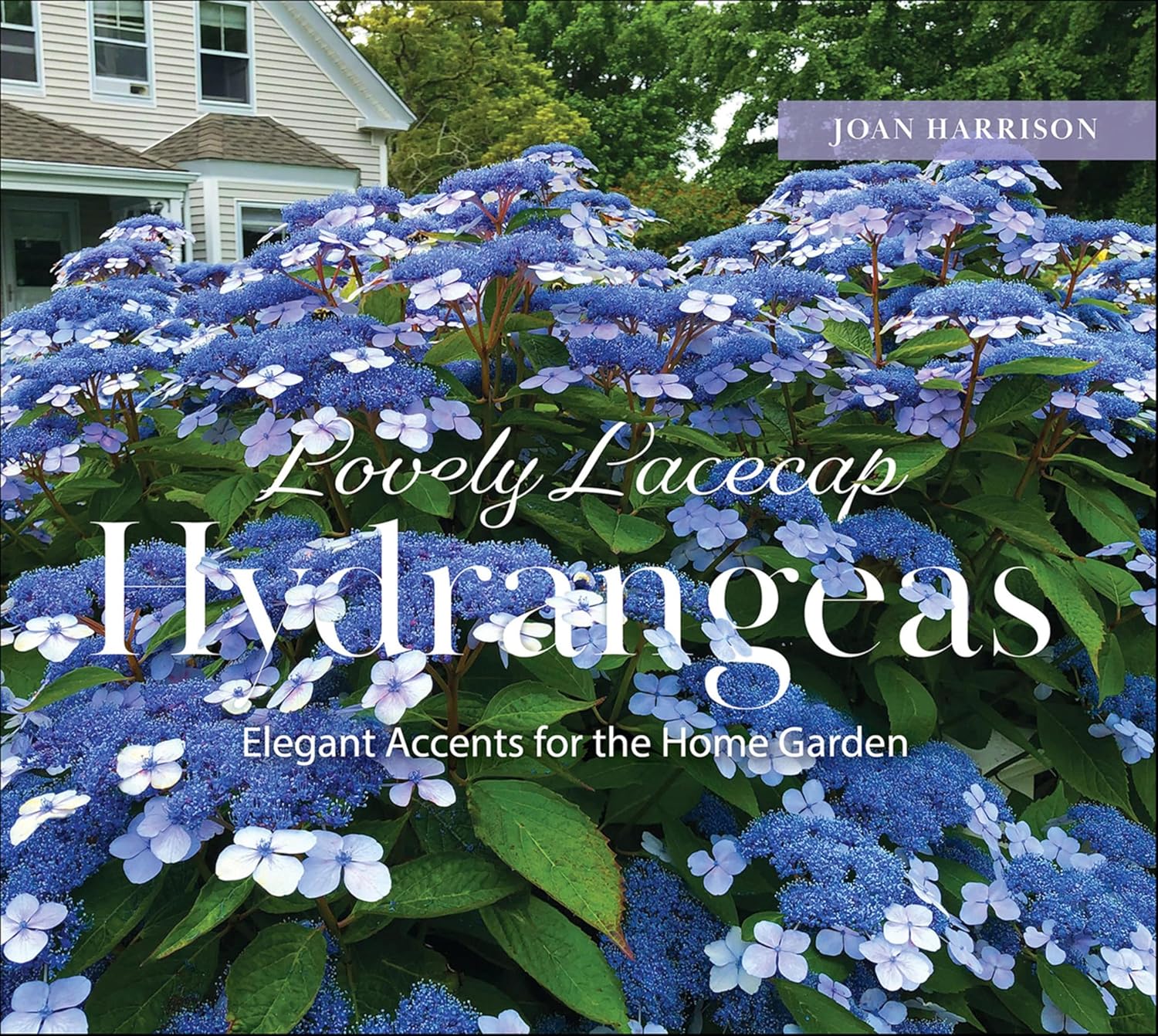 Lovely Lacecap Hydrangeas: Elegant Accents for the Home Garden (English Edition) baixar o livro de graça