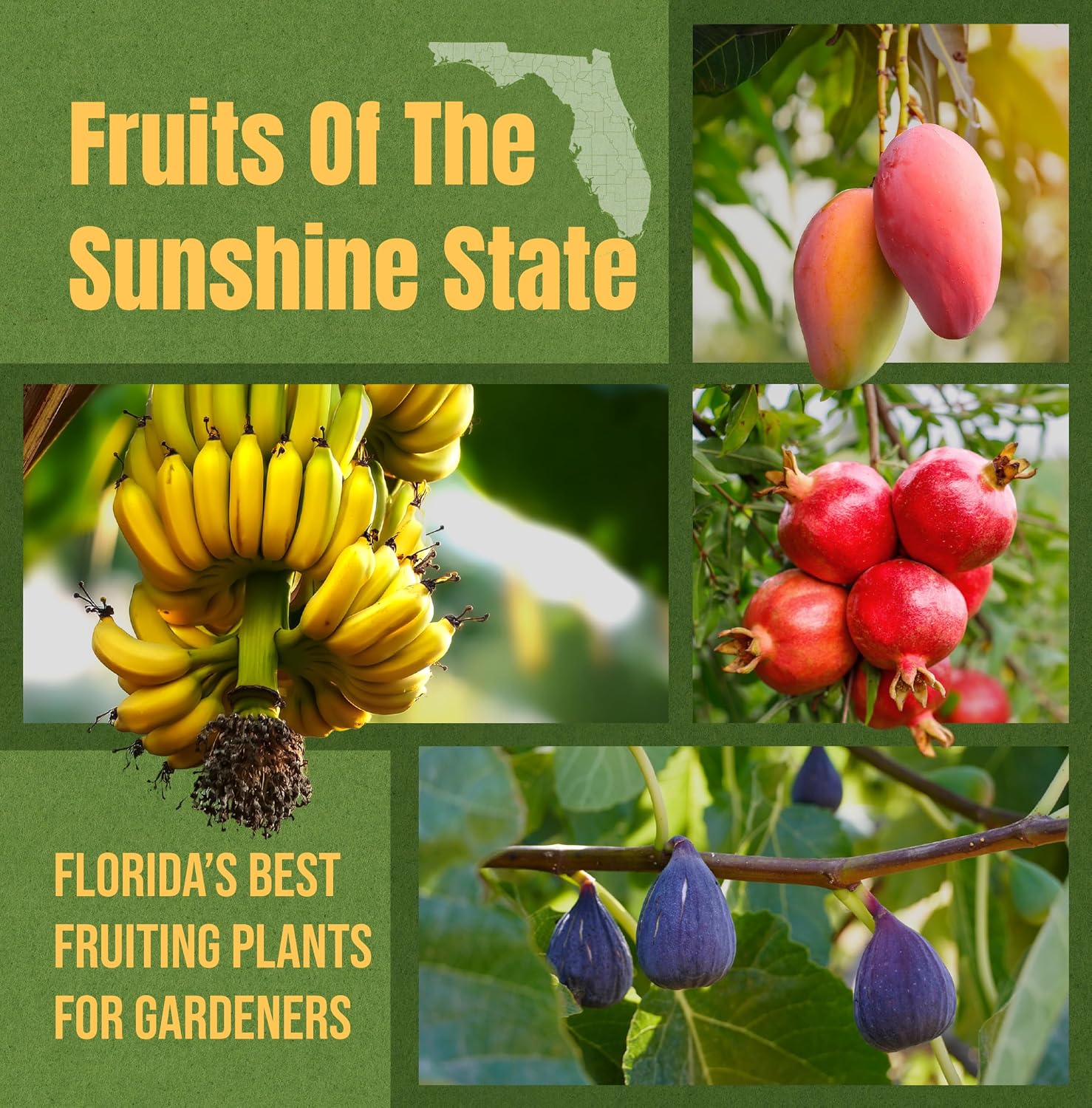 ler totalmente Fruits Of The Sunshine State: Florida’s Best Fruiting Plants For Gardeners (English Edition)