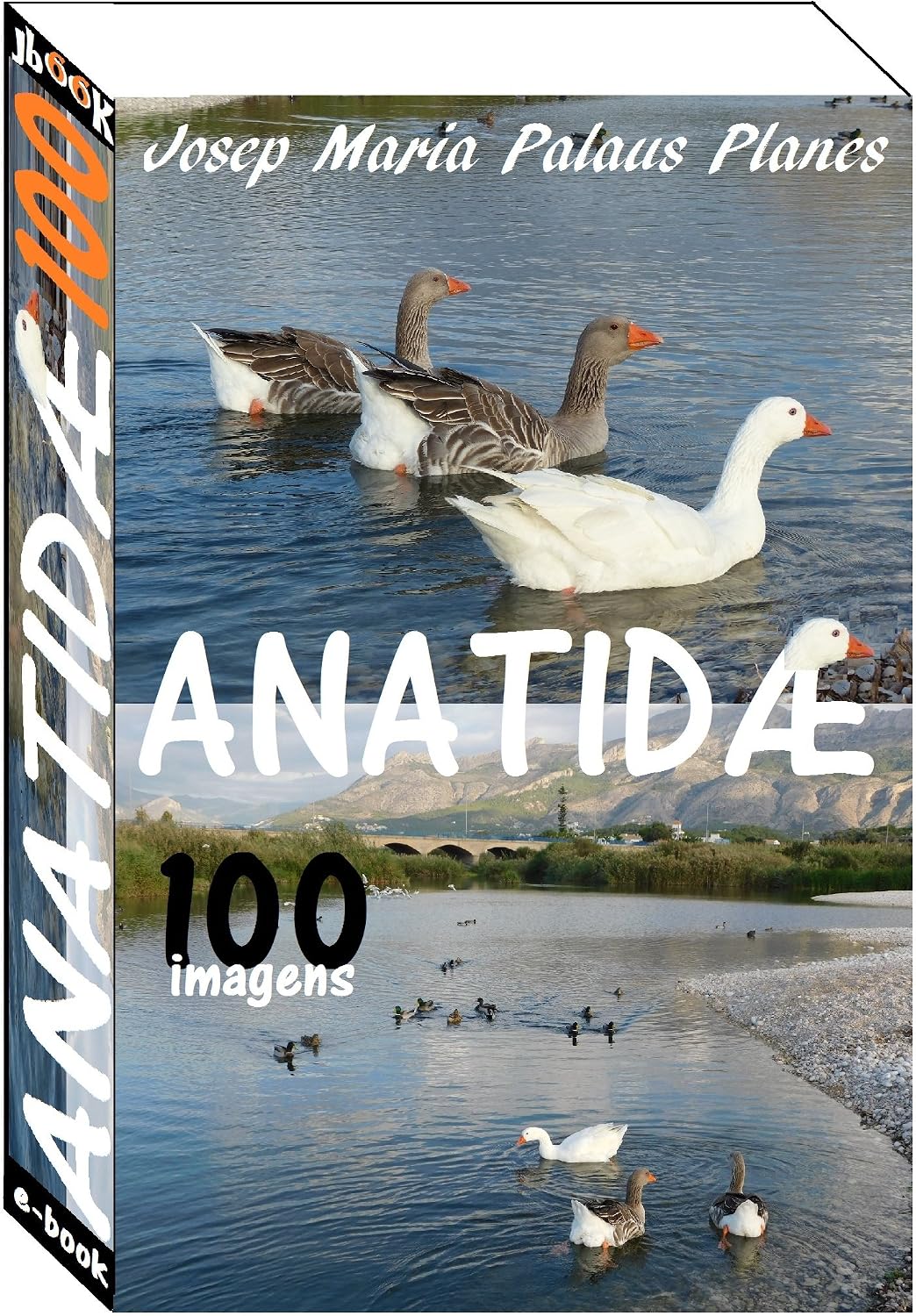 Anatidæ (100 imagens)