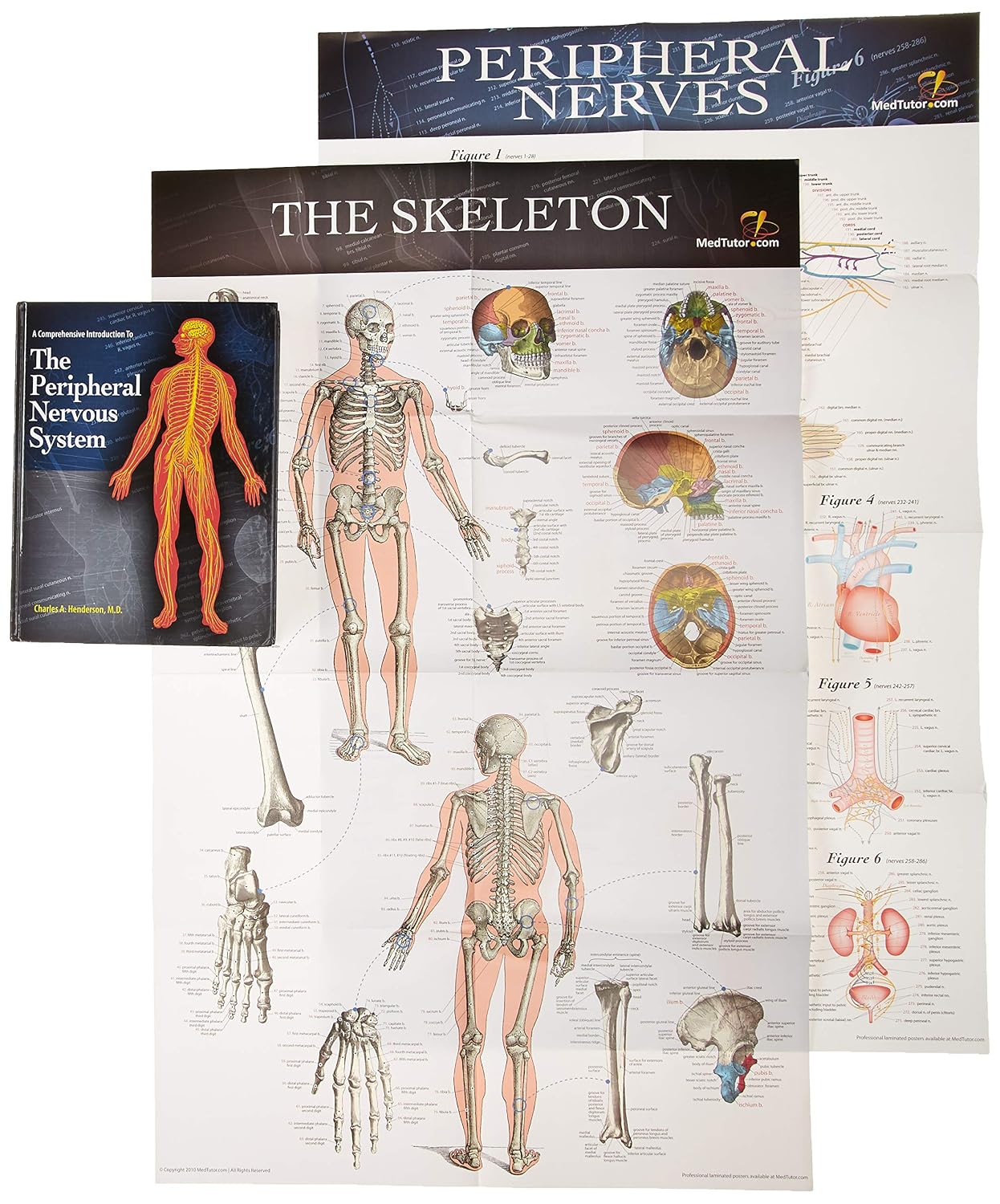 A Comprehensive Introduction to the Peripheral Nervous System baixar o livro de graça
