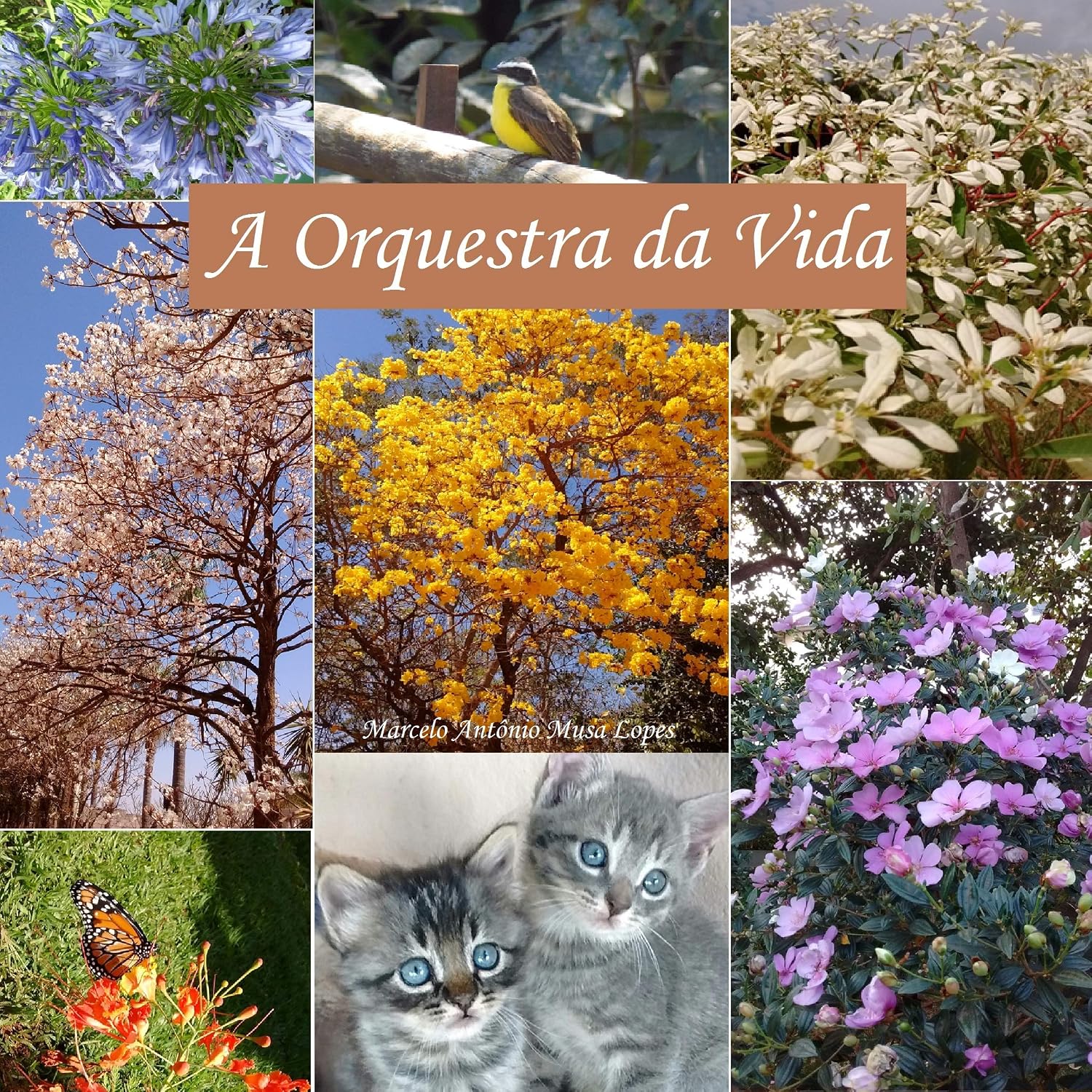 ler totalmente A ORQUESTRA DA VIDA